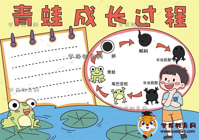 青蛙成長(zhǎng)過程手抄報(bào)