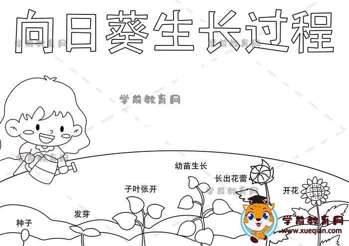 向日葵生長(zhǎng)過程手抄報(bào)