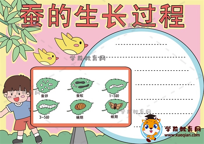 蠶的生長過程手抄報圖片教程,蠶的生長過程手抄報模板教程