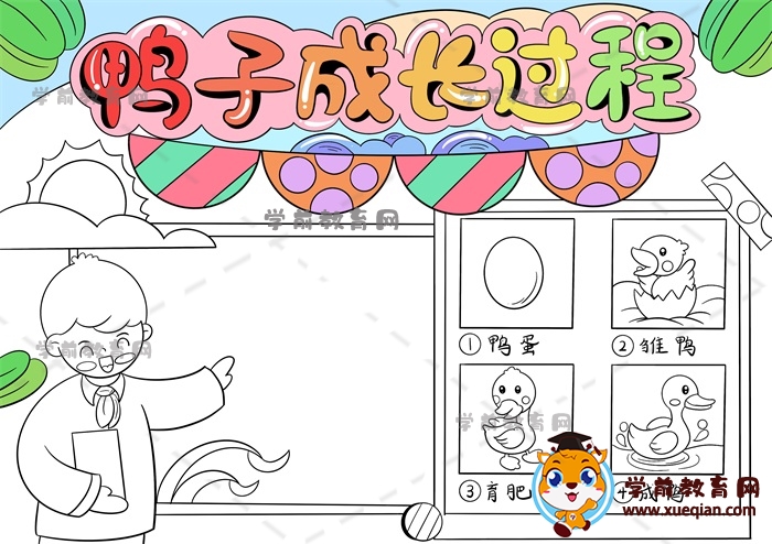 鴨子成長過程手抄報(bào)