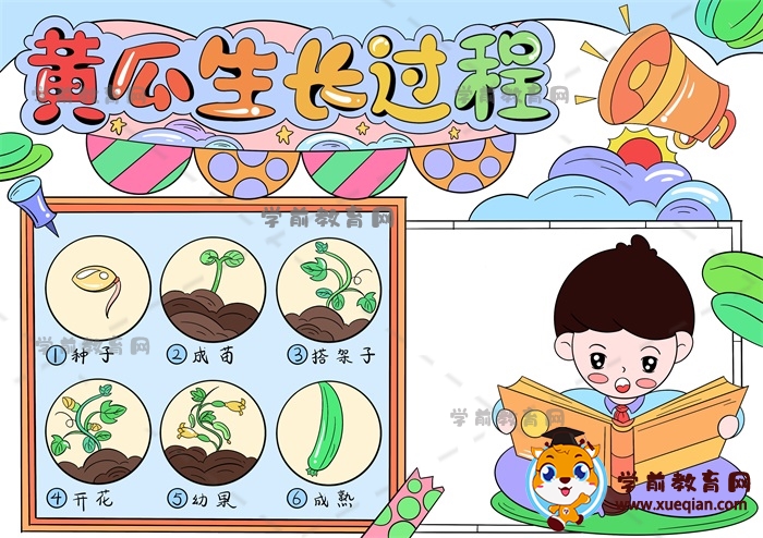 黃瓜生長過程手抄報