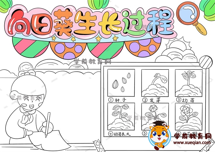 向日葵生長過程手抄報(bào)