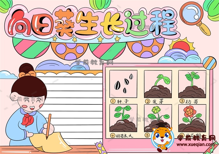 向日葵生長過程手抄報(bào)